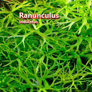 Ranunculus indulatus